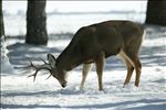 mule deer