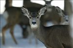 mule deer