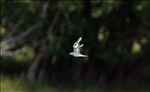 sandpiper