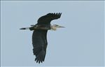 Blue Heron