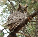 Great Horned Owl