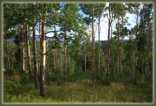 Pecos Wilderness backpacking trip