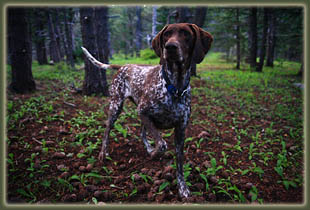 Pecos Wilderness backpacking trip