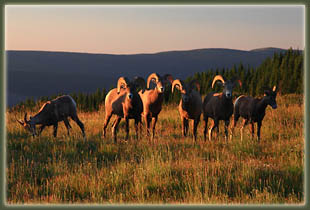 Pecos Wilderness backpacking trip