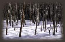 Aspen in the snow at Vedauwoo