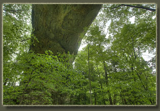 Twin Arches to Slave Falls, Big South National Recreation Area, Tennessee