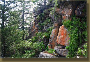 Lush undergrowth near the summit