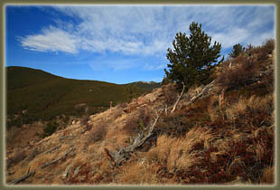 Washout Gulch, Roosevelt National Forest, Colorado