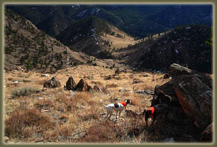 Washout Gulch, Roosevelt National Forest, Colorado