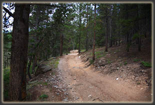 Old logging road