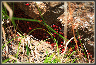 Attack of the ladybug swarm. Run for your life! Or sit and watch, whatever.