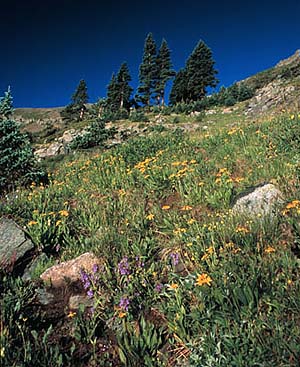 The shore of Lost Lake