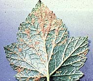 Infected Ribes leaf showing uredia on the underside