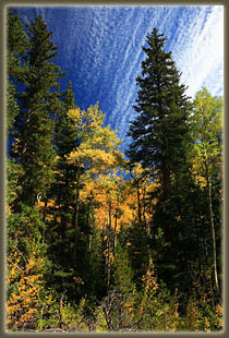 Cirrocumulous clouds over aspen and spruce