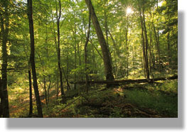 Beaver Creek Wilderness