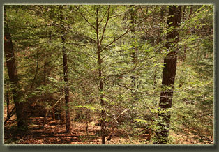 Benton MacKaye Trail, Tennessee
