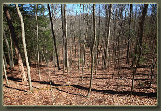 Benton MacKaye Trail, Tennessee
