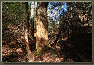 Benton MacKaye Trail, Tennessee
