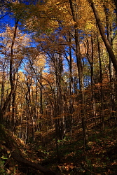Bote Mt, TN