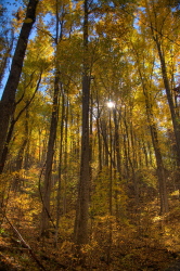 Bote Mt, TN