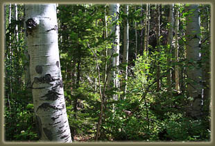 Bridal Veil Falls hike