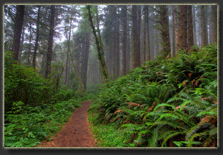 Hiking on Cascade Head Preserve, Oregon