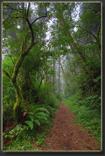 Hiking on Cascade Head Preserve, Oregon