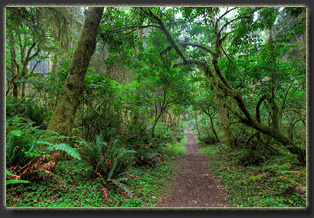Hiking on Cascade Head Preserve, Oregon