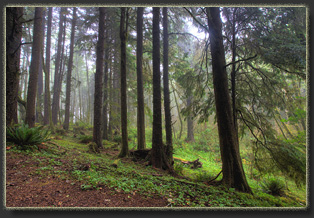 Hiking on Cascade Head Preserve, Oregon