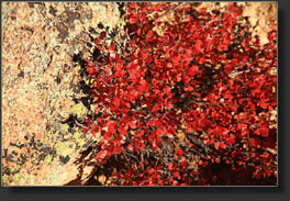 Fall foliage on the Chasm Lake Trail