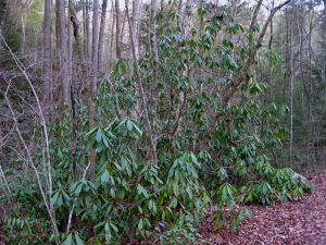 Clemmer Trail
