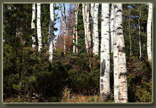 Corner Mountain Trail Network