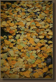 Aspen leaves on the Garden Gate trail up Crosier Mountain