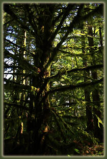 Cummins Ridge, Cummins Creek Wilderness, Oregon