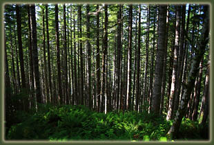 Cummins Ridge, Cummins Creek Wilderness, Oregon