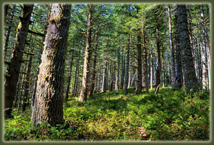 Cummins Ridge, Cummins Creek Wilderness, Oregon