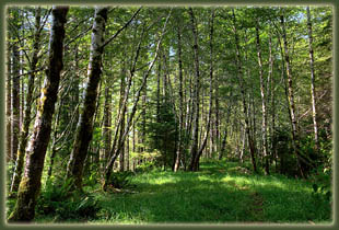 Cummins Ridge, Cummins Creek Wilderness, Oregon