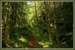 Cummins Ridge, Cummins Creek Wilderness, Oregon