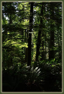 Cummins Ridge, Cummins Creek Wilderness, Oregon