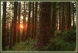 Cummins Ridge, Cummins Creek Wilderness, Oregon