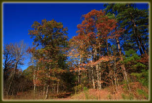 Driskill Mt Trail, Louisiana