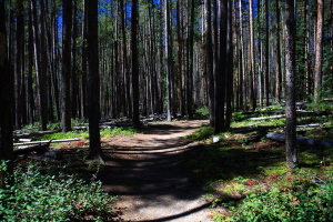 East Inlet, Rocky Mt National Park, Colorado