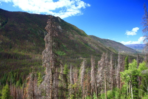 East Inlet, Rocky Mt National Park, Colorado