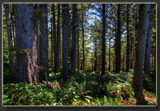 Hiking from Ecola Point to Tillamook Head
