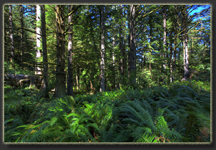 Hiking from Ecola Point to Tillamook Head