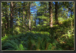 Hiking from Ecola Point to Tillamook Head