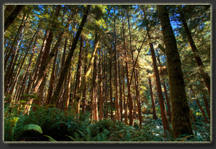Hiking from Ecola Point to Tillamook Head
