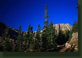 fir trees near Cirque Lake
