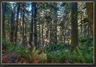 Hiking Falcon Cove in Oswald West State Park, OR