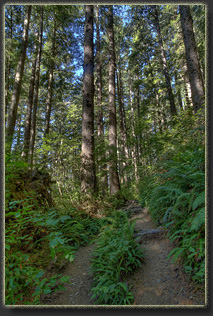 Hiking Falcon Cove in Oswald West State Park, OR